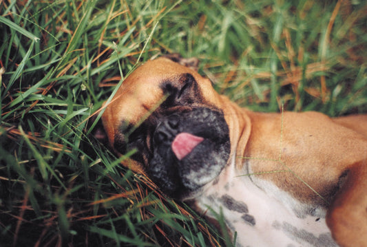 Wiggle Butt Origin Story: Clover