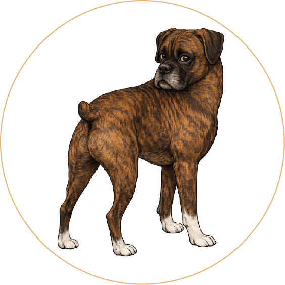 Brindle Boxer