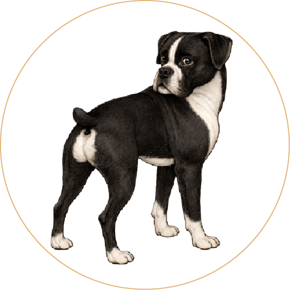 Flashy Sealed Brindle Boxer