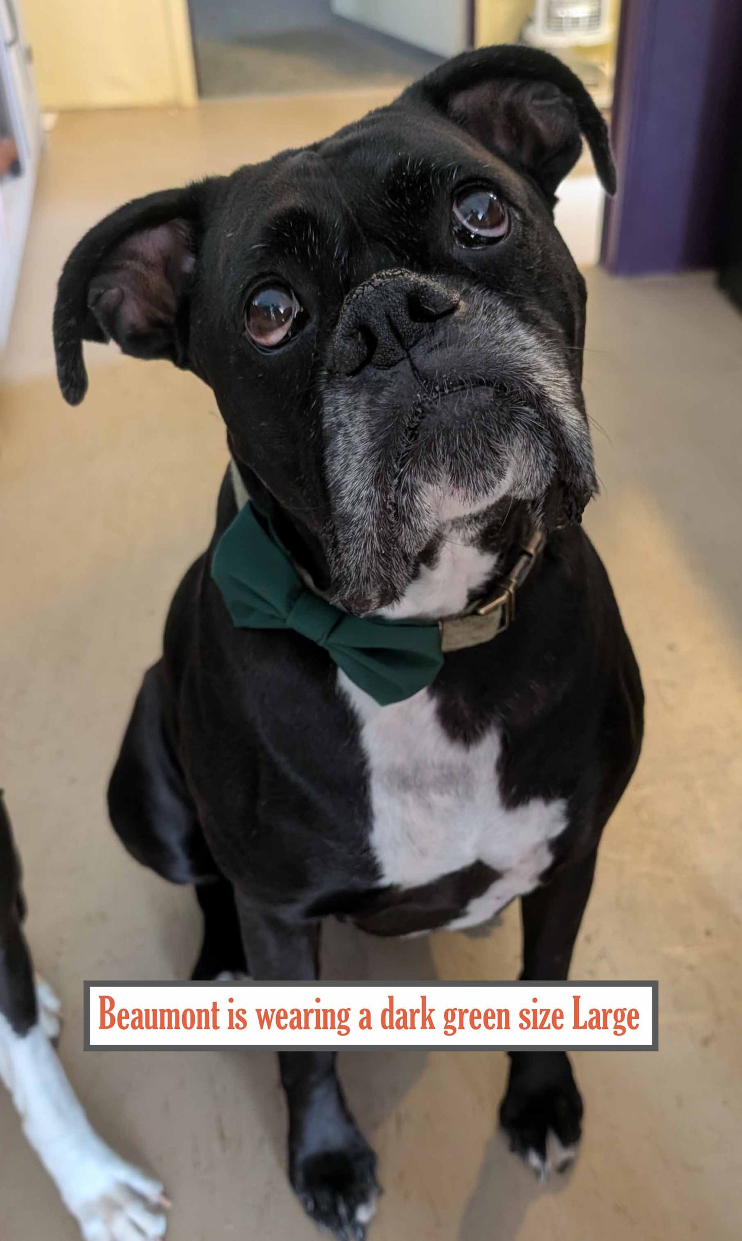 Dog Bow Ties in Patterns | Handmade Pet Bowties for Dogs & Cats