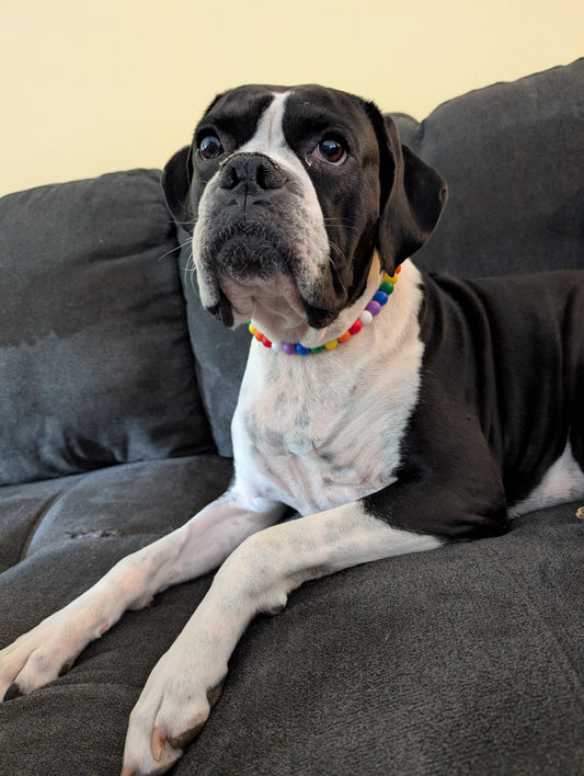 Beaded Rainbow Dog Necklace